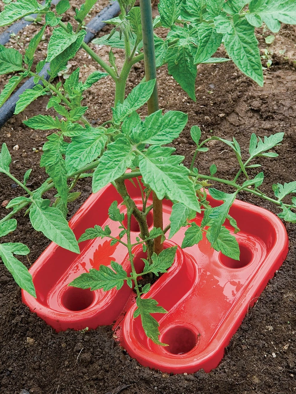 Tomato & Pepper Automator Trays