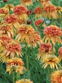 Echinacea, Marmalade