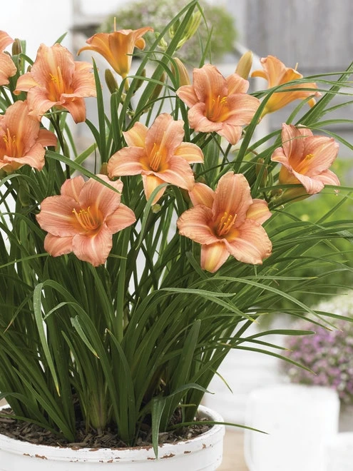 Daylily, EveryDaylily Pink Wing - Image 2