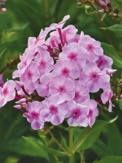 Phlox Paniculata, Uptown Girl
