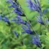 Salvia, Black & Blue