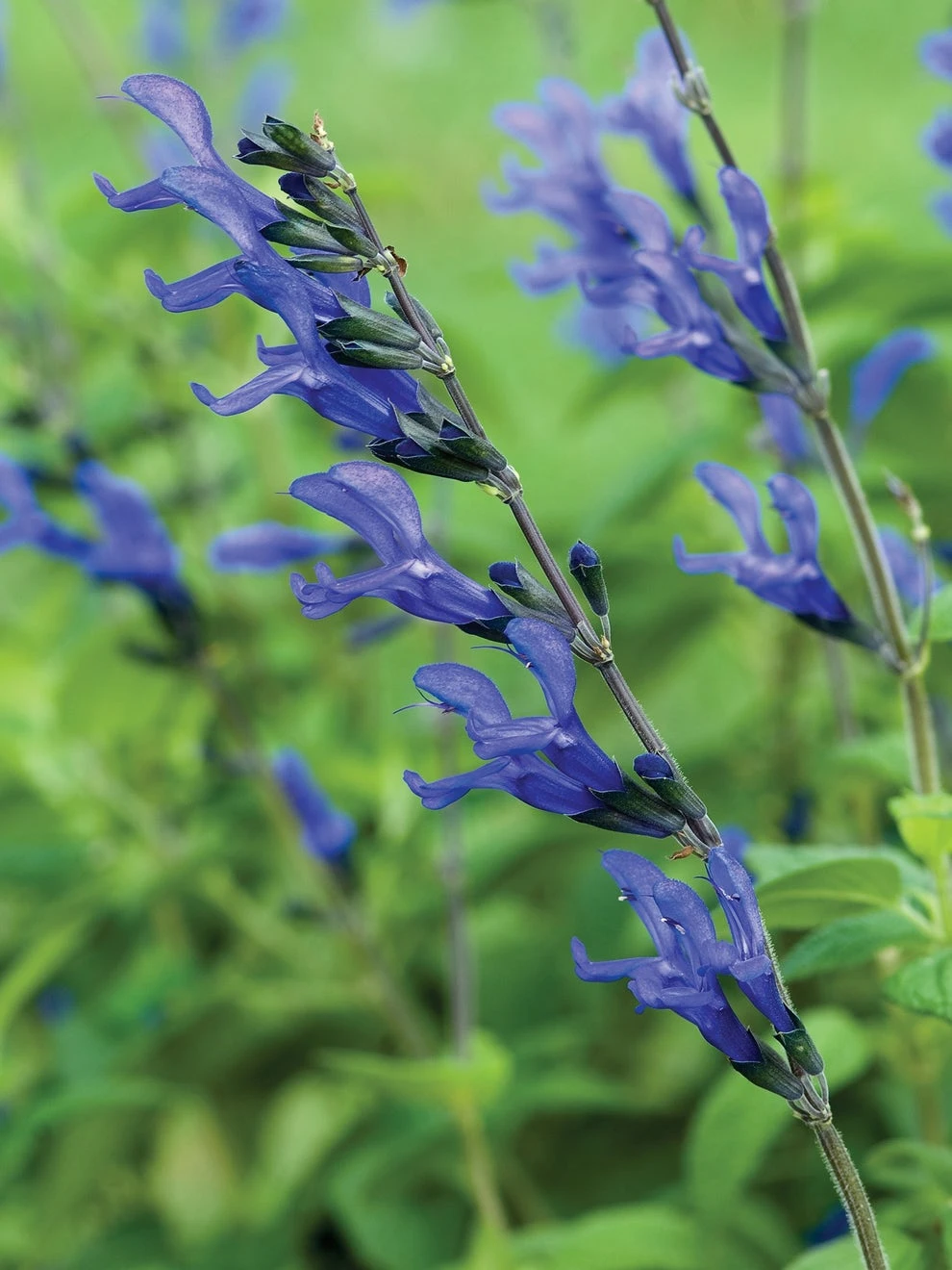 Salvia, Black & Blue
