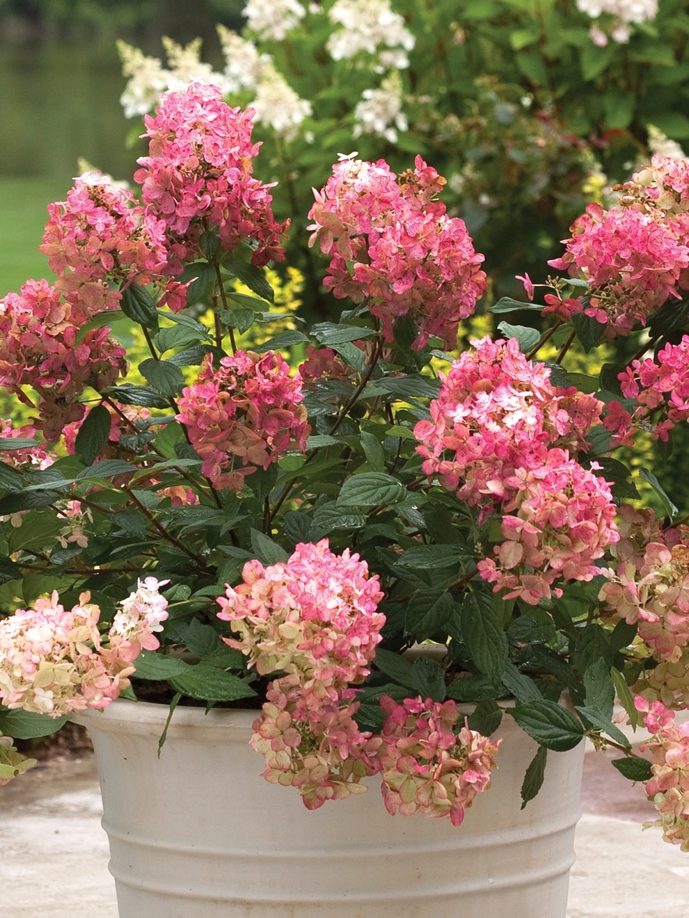 Hydrangea Paniculata, Fire Light®
