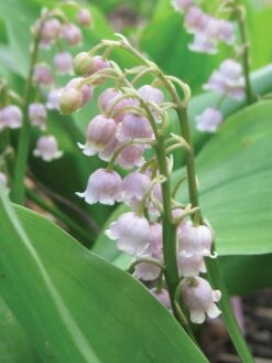 Lily Of The Valley, Rose