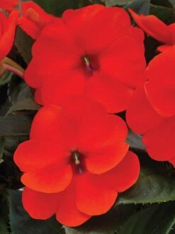 Impatiens, SunPatiens Electric Orange