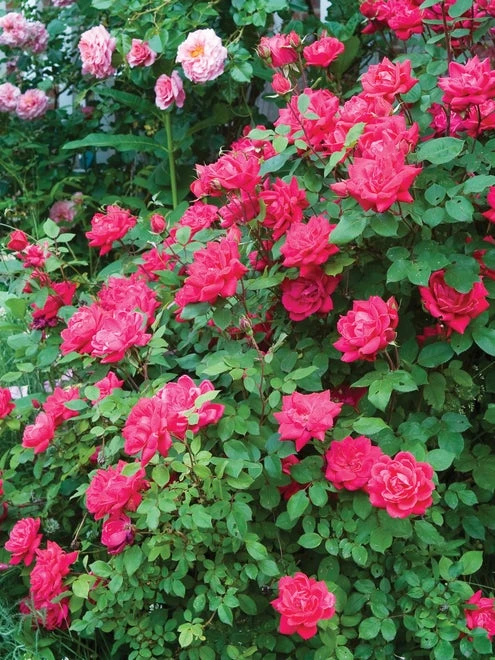 Rose, The Double Knock Out - Image 2