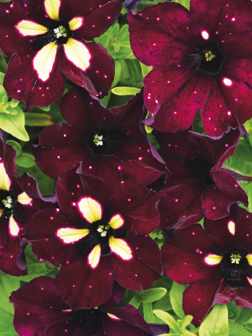 Petunia, Starry Sky Burgundy - Image 2