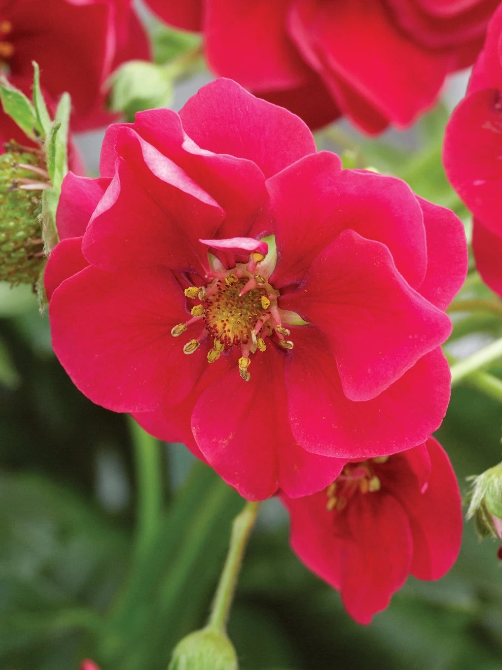 Strawberry, Summer Breeze Deep Rose - Image 2