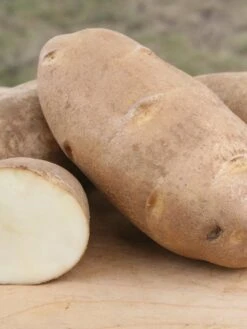 Potato, Russet Norkotah