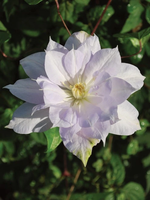 Clematis, Louise Row - Image 2