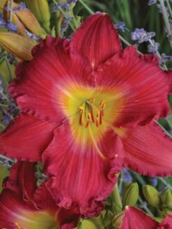 Daylily, Romantic Returns