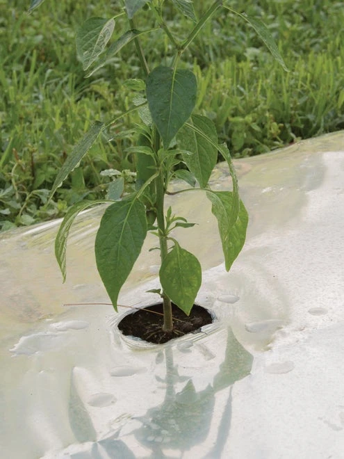 Silver Mulch - Image 6