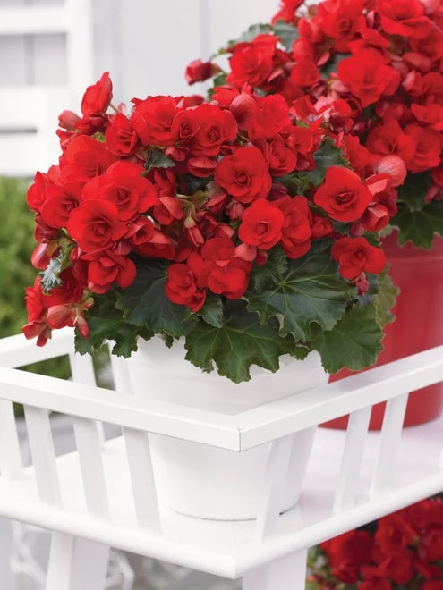 Begonia, Vermillion Red - Image 4