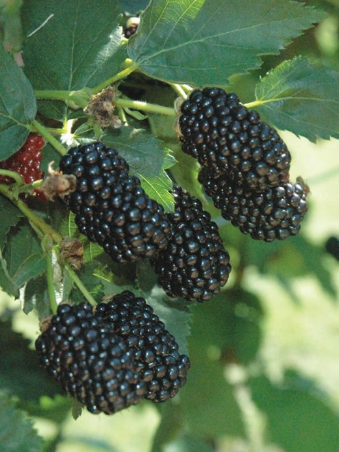 Blackberry, Prime-Ark Freedom - Image 2