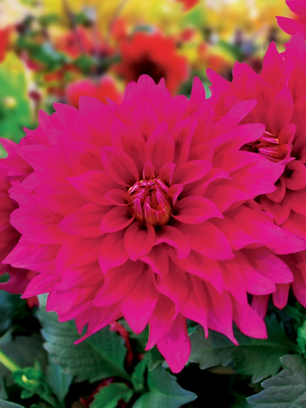 Dahlia, LaBella Maggiore Purple - Image 2