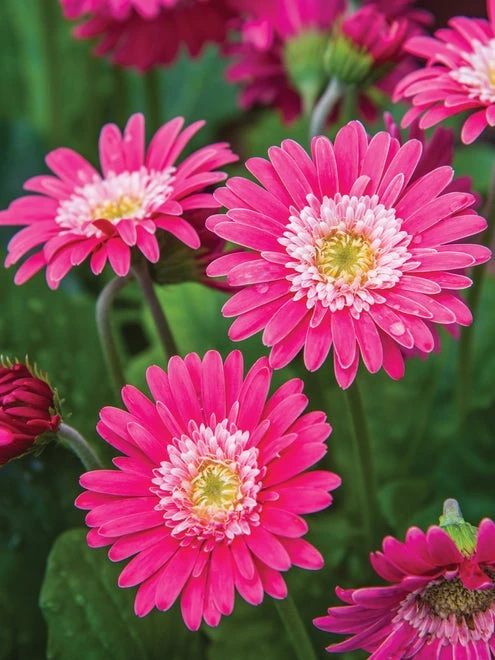 Gerbera, Garvinea Sweet Memories - Image 5