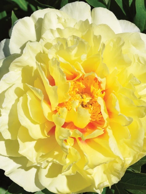 Peony, Itoh Bartzella - Image 3