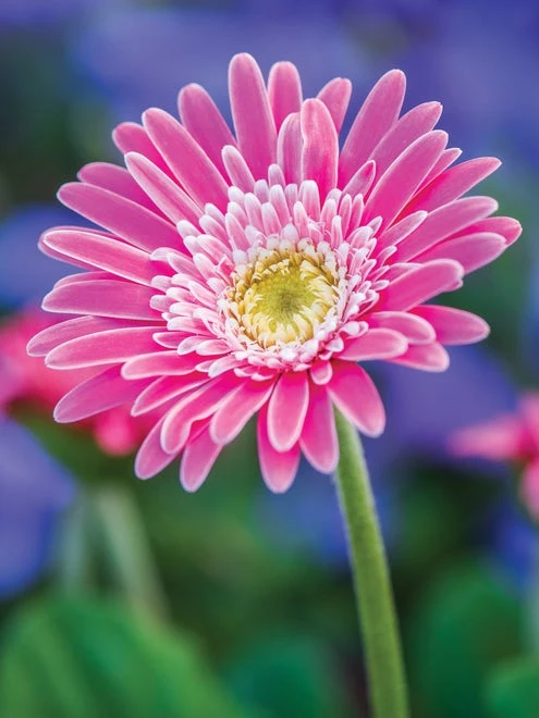 Gerbera, Garvinea Sweet Memories - Image 4