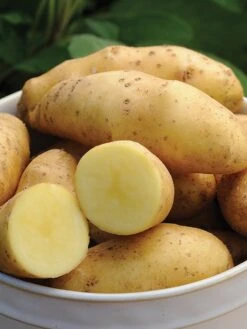 Potato, Princess Laratte