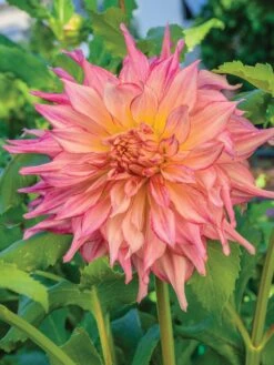 Dahlia, Penhill Watermelon