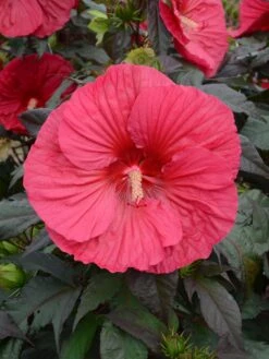 Hibiscus, Mars Madness