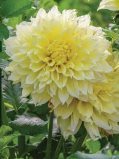Dahlia, Kelvin Floodlight