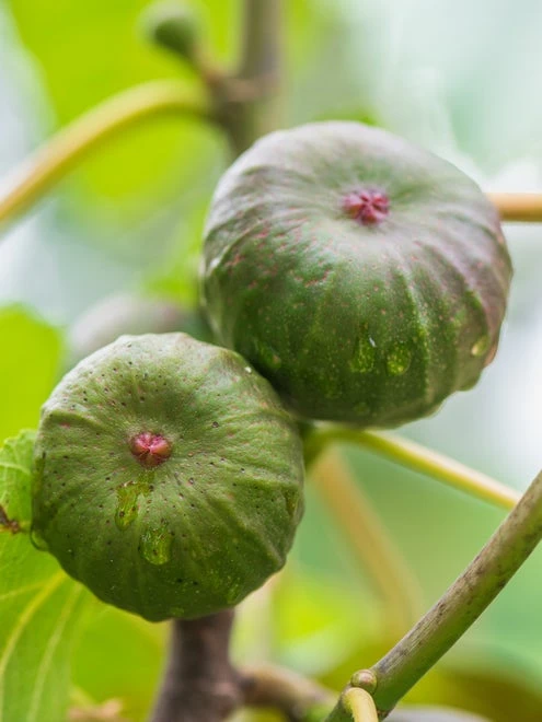 Fig, Violette De Bordeaux - Image 4