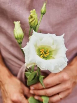 Lisianthus, Cream White