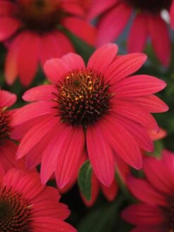 Echinacea, Sombrero Baja Burgundy