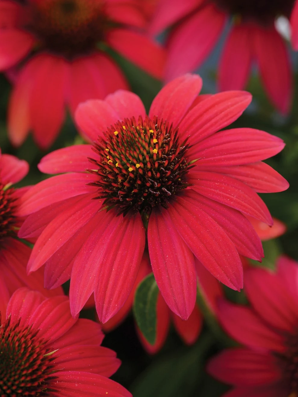 Echinacea, Sombrero Baja Burgundy