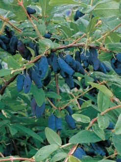 Honeyberry Collection