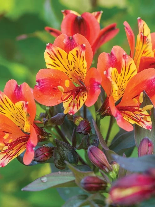 Alstroemeria, Indian Summer - Image 6