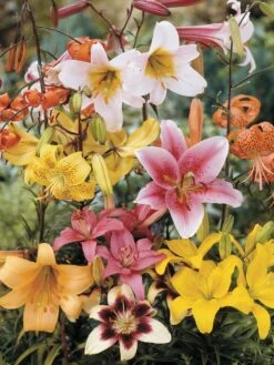 Lily, All Summer Mix