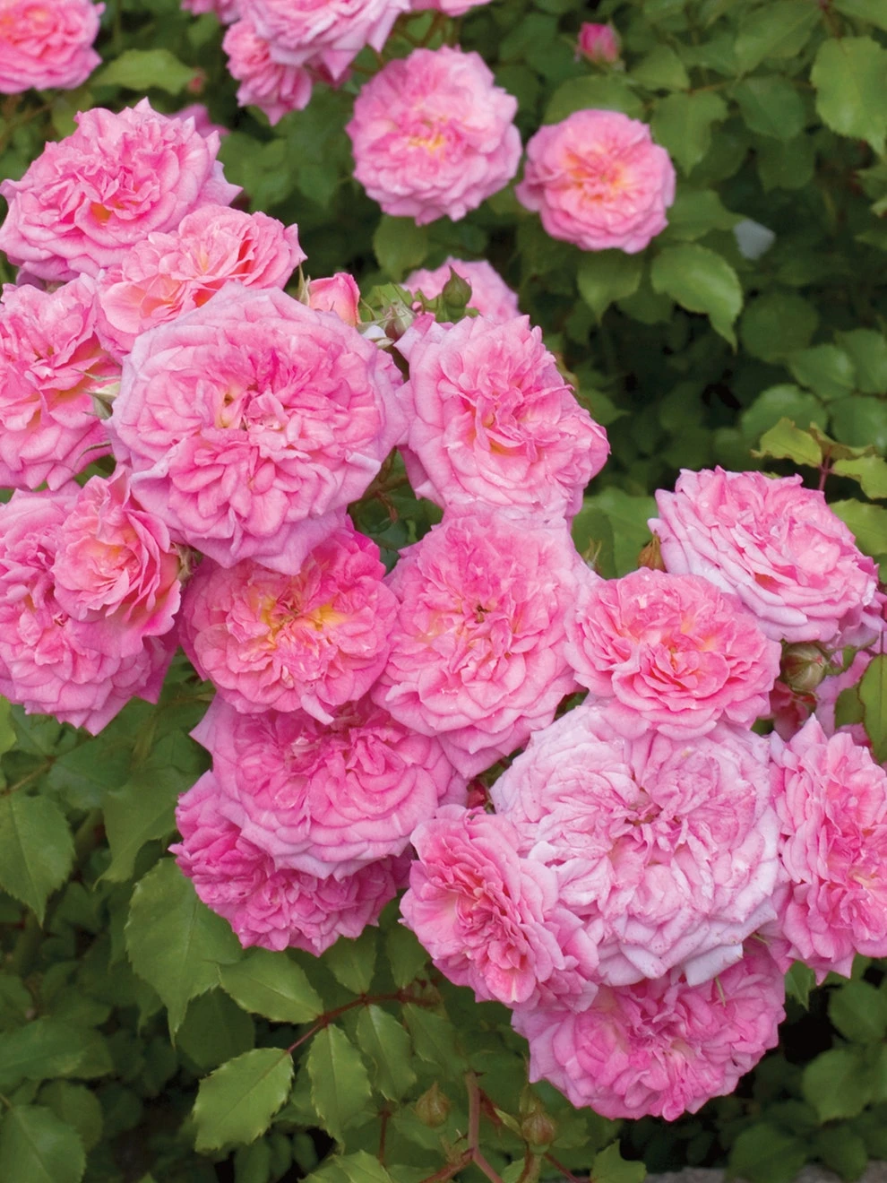 Rose, Sweet Drift - Image 2