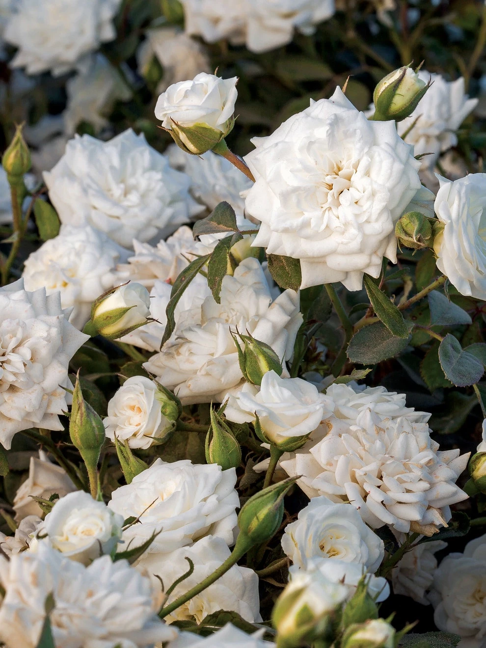 Rose, White Drift - Image 2