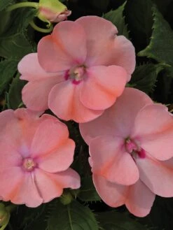 Impatiens, SunPatiens Blush Pink