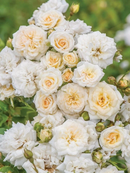 Rose, White Drift - Image 3