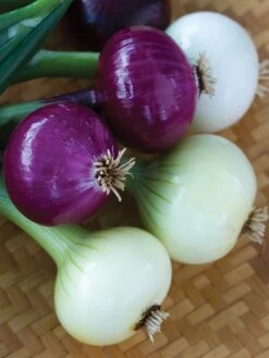 Onion, Intermediate Day Collection
