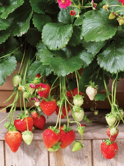 Strawberry, Summer Breeze Deep Rose - Image 3