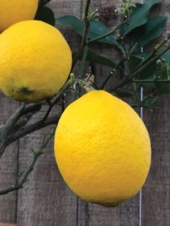 Improved Meyer Lemon Citrus Tree