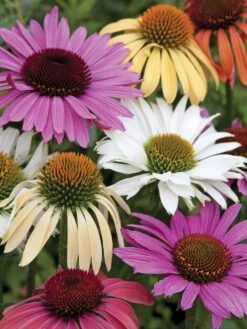 Echinacea, Paradiso Mix