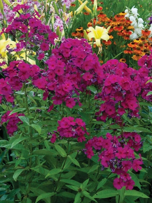 Phlox Paniculata, Kirchenfuerst - Image 4