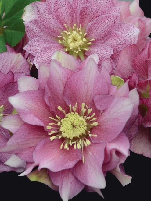 Hellebore, Wedding Party® Maid Of Honor - Image 2