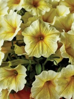 Petunia, Bee’s Knees