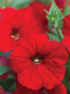 Petunia Easy Wave Red Hybrid