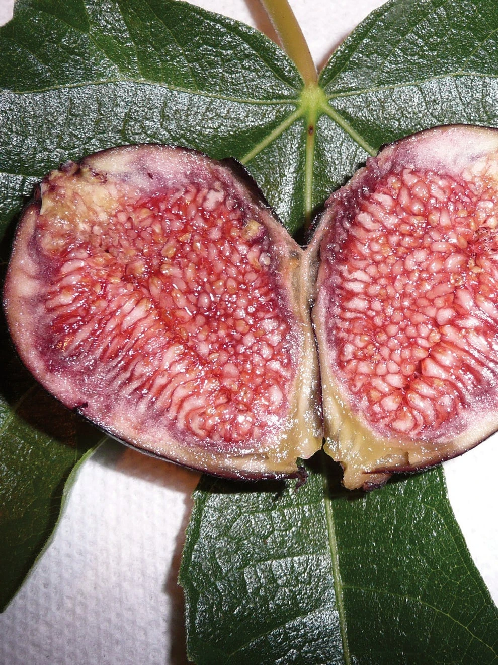 Fig, Violette De Bordeaux - Image 3