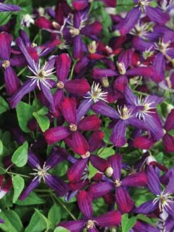 Clematis, Sweet Summer Love