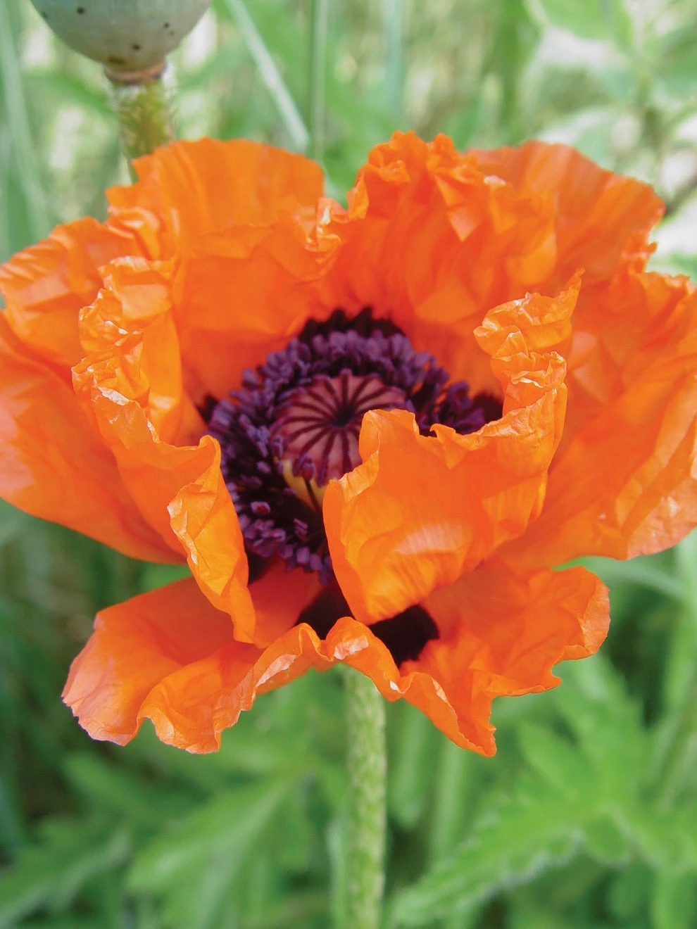 Poppy, Allegro
