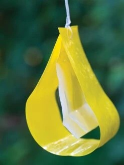 Cucumber Beetle Trap