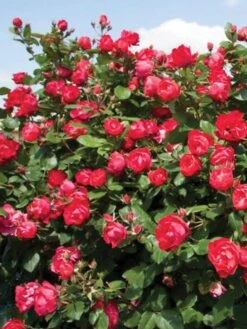 Rose, Oso Easy Double Red®